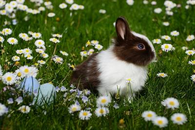 Frohe Ostern © Bild von Rebekka D auf Pixabay easter 2174681 1920