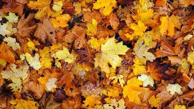 november 1788075 1280