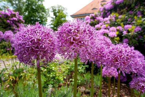 rathausopengardens2