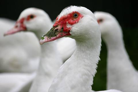 ducks 2655535 1920