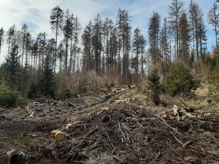 Starker Borkenkäferbefall lässt Kahlflächen entstehen ©Forstamt Marksuhl 20210320 131140 (1)