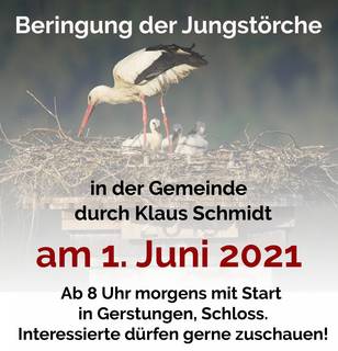 Beringung der Jungstörche Beringung der Jungstörche2021