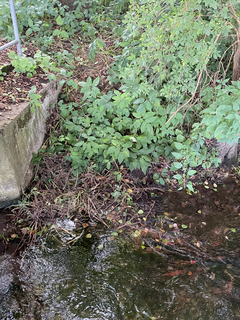 Weihe in Untersuhl