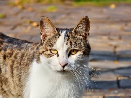 Katze ©aus Adobe-Lizenz katze