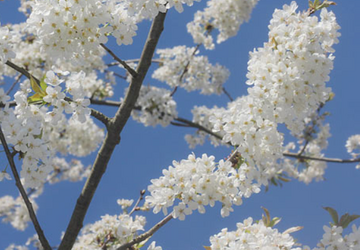 Vogelkirsche Quelle NABU © NABU Blüten der Vogelkirsche