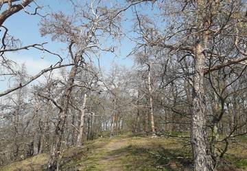 Viele Baumarten leiden unter den Trockenperioden © Forstamt Marksuhl 20200409 142738