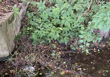 Grünschnitt, Kartoffelkraut und kleine Kartoffelknollen in der Weihe in Untersuhl