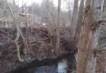 Sehr große Einschichtungen von Ästen und Strauchwerk in den Baumbestand am Ufer der Elte in Lauchröden