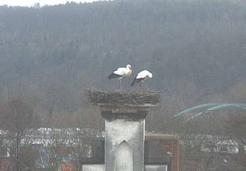 storchencam13.02.2020