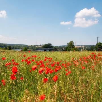 Feld bei Förtha