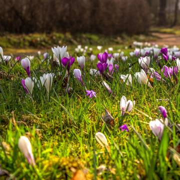 KrokusseFriedhofkh Park am Friedhof Gerstungen