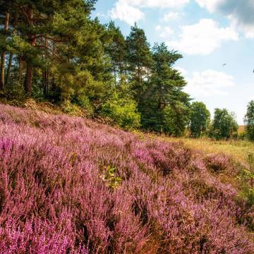 Wachholderheide 5 Wacholderheide bei Gerstungen 2016 ©KHartung