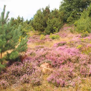 Wachholderheide2 Wacholderheide bei Gerstungen im August 2020 ©KHartung