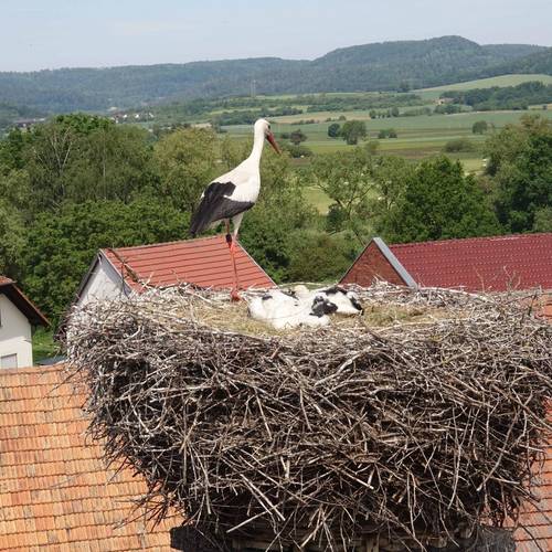 Nest Lauchröden2
