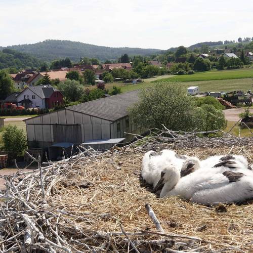 Nest Oberellen