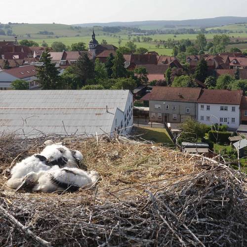 Nest Phieler