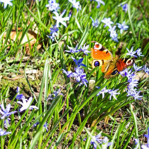 Schmetterling&Blausterne