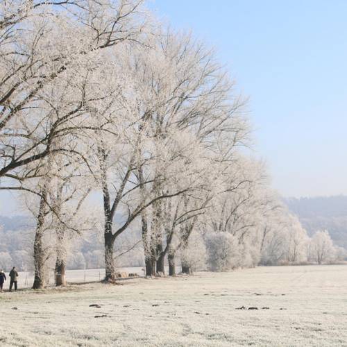 Winterstimmung am Pferderasen