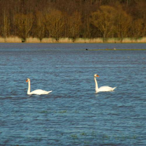 Schwanenpaar Schwanenpaar