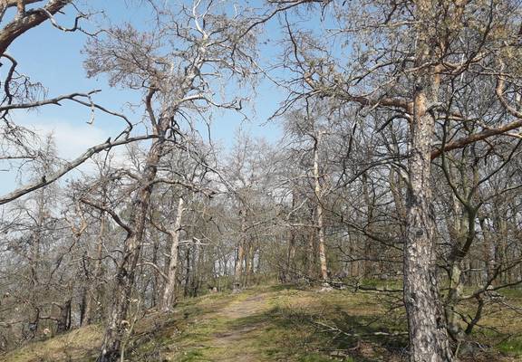 Viele Baumarten leiden unter den Trockenperioden © Forstamt Marksuhl 20200409 142738