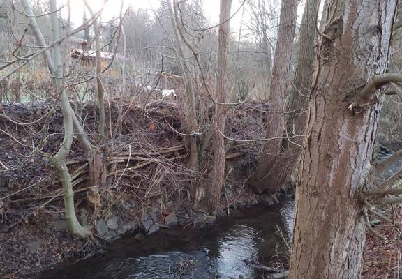 Sehr große Einschichtungen von Ästen und Strauchwerk in den Baumbestand am Ufer der Elte in Lauchröden
