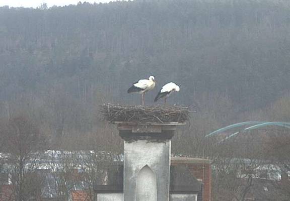 storchencam13.02.2020