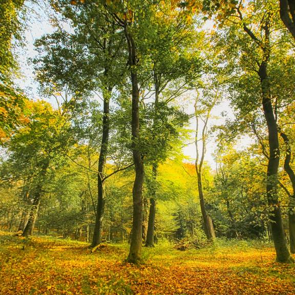Park am Dietrichsberg © Karen Hartung Herbstwald Dietrichsberg09 2018KH