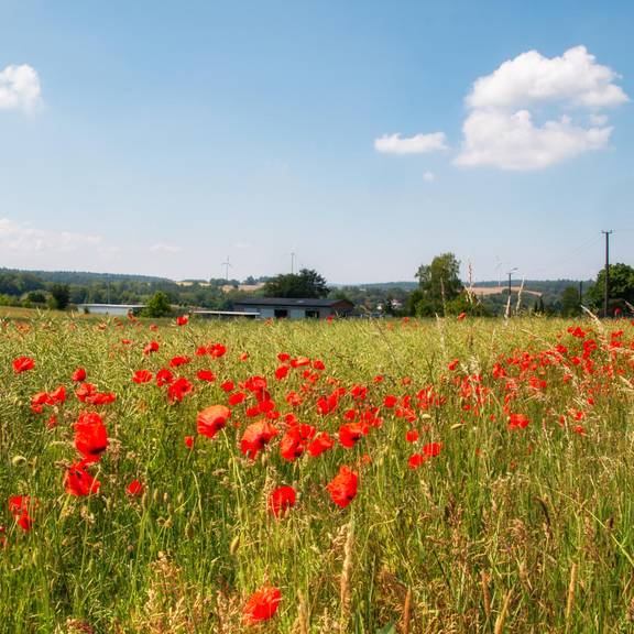 Feld bei Förtha