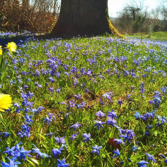Park Blausternchen Park am Friedhof Gerstungen