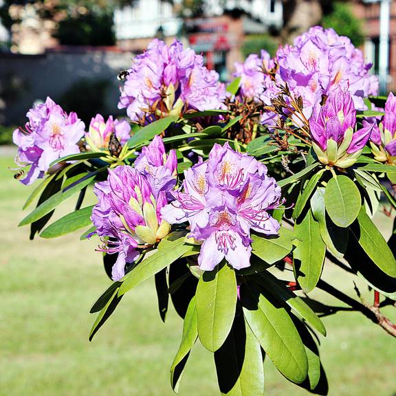 RododendronHochpass Rathauspark Gerstungen