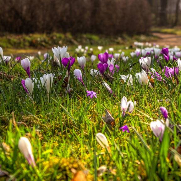 KrokusseFriedhofkh Park am Friedhof Gerstungen