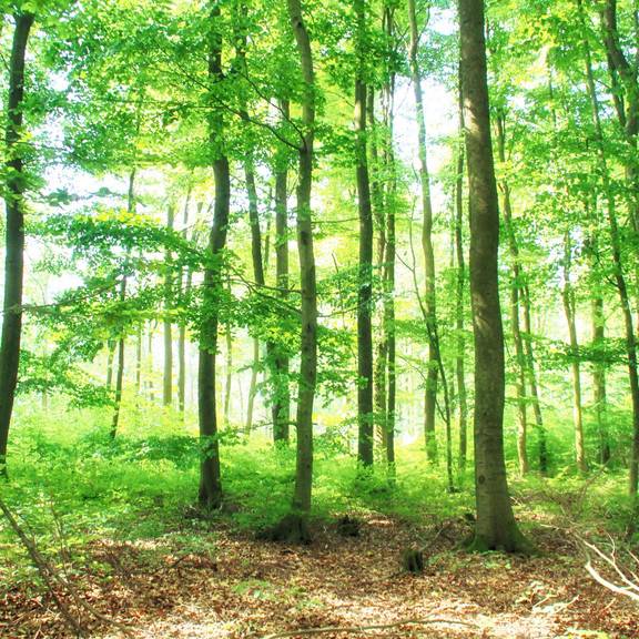 Wald amSRennsteig Am Sallmannshäuser Rennsteig