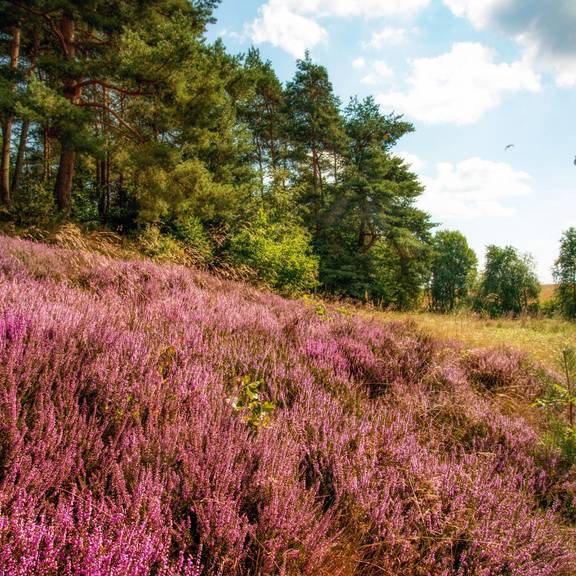 Wachholderheide 5 Wacholderheide bei Gerstungen 2016 ©KHartung