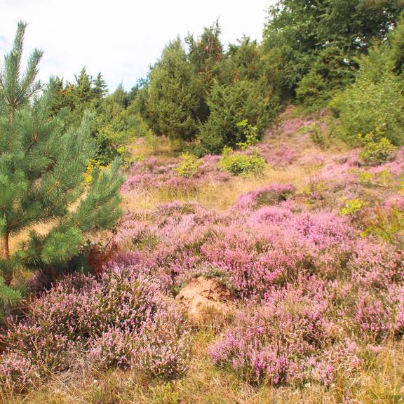Wachholderheide2 Wacholderheide bei Gerstungen im August 2020 ©KHartung