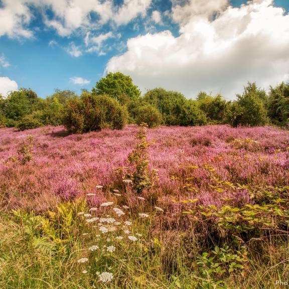 WachholderHeide fb2 Wacholderheide Gerstungen ©KHartung