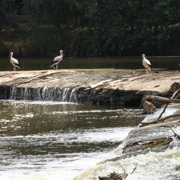 Ein trockener Sommer... Das Wehr führt nur wenig Wasser