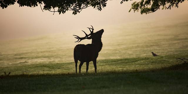 Nebel Hirsch ©Diana Parkhouse auf www.pixabay.com mist 4551691 1920