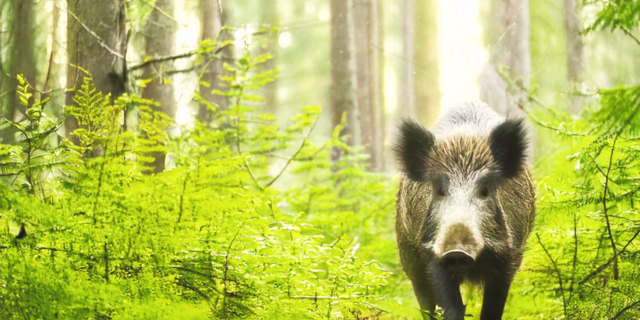 wildschwein